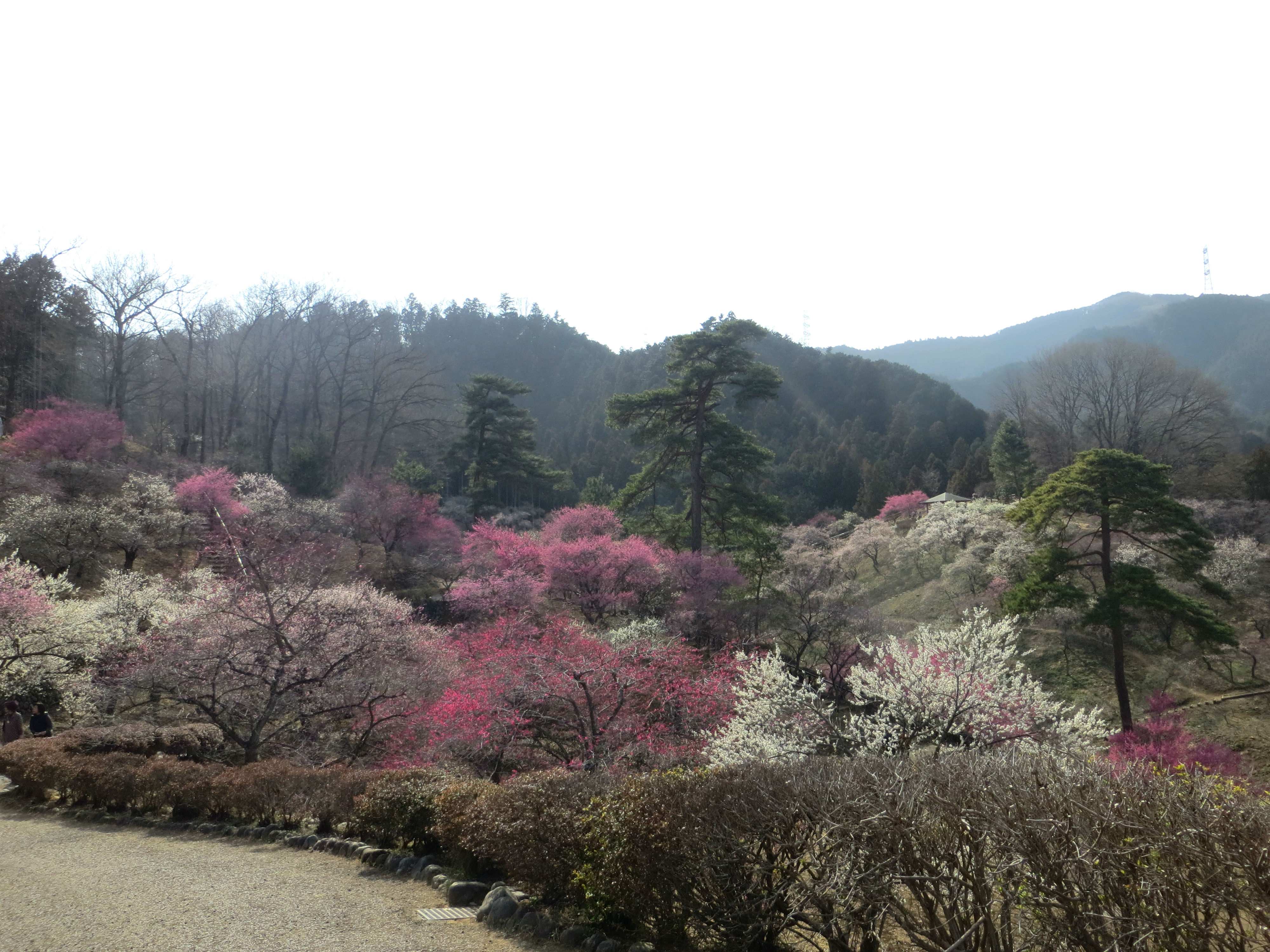 🌸 요시노 매화 공원 (요시노바이고 우메노코엔) 이미지 1